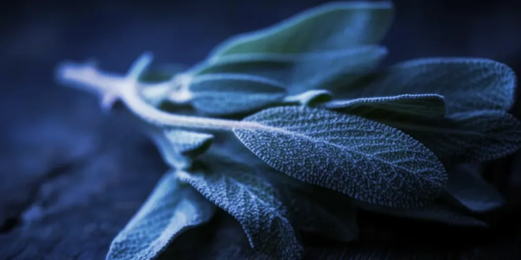 Blue Sage Saturday